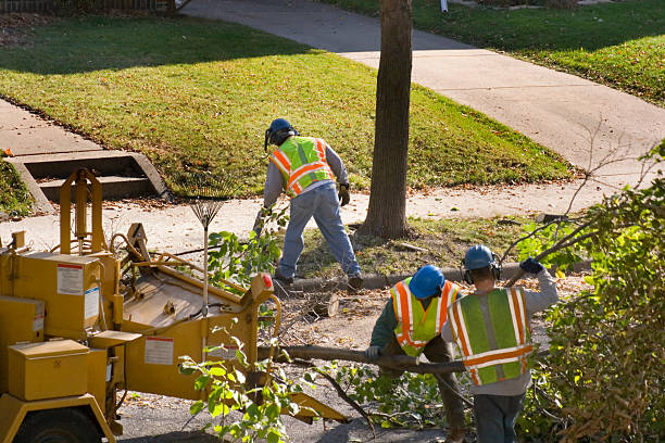 Best Palm Tree Trimming  in Five Corners, WA